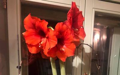 Amarillisz | Hippeastrum hybrida ‘Red Lion’