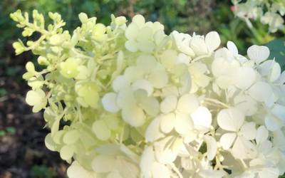 Bugás hortenzia| Hydrangea paniculata ‘Limelight’