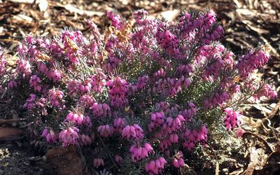 Alpesi hanga | Erica carnea