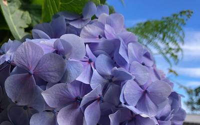 Hortenzia | Hydrangea macrophilla