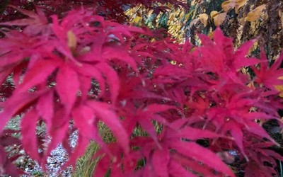 Japán juhar | Acer palmatum ssp.