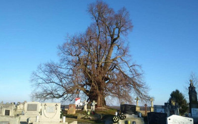 Kislevelű hárs (Tilia cordata)