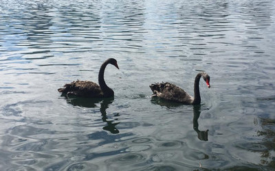 Lake Eola park