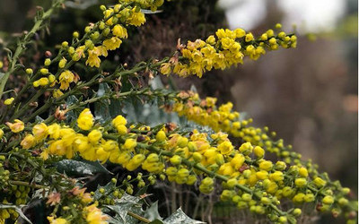 Törzses mahónia (Mahonia bealei ‘WinterSun’)