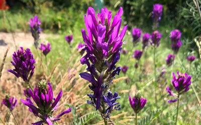 Zászlós csüdfű | Astragalus onobrychis